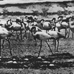 KELLARISSA  - FLAMINGO