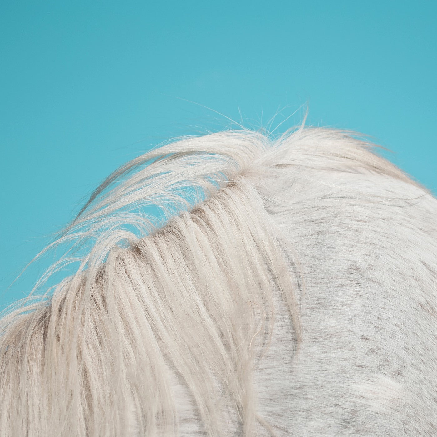 WIDOWSPEAK  - ALL YOURS